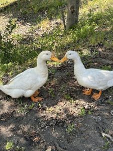 Two white ducks face each other on the ground, surrounded by grass and leaves. They are in a shaded area with a few small trees in the background. Their orange beaks and feet stand out against their white feathers.