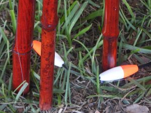 Close-up of three red bamboo fishing rods standing upright in grass, with two white and orange fishing bobbers resting on the ground nearby.